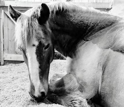 Mellow Mind Therapy Horse