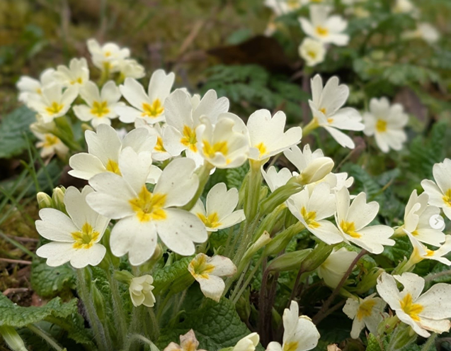 Wildflowers blooming in Spring