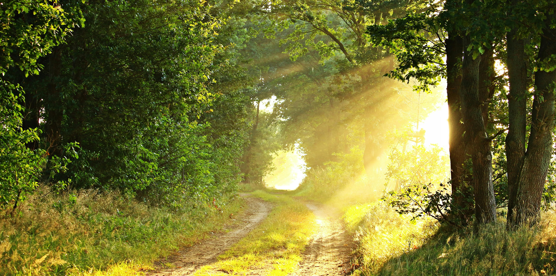 Sunshine streaming through trees down country lane